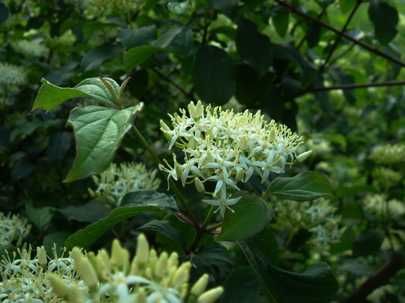 Cornus sanguinea / Corniolo sanguinello